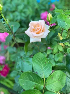 a pink rose in a garden with green leaves at Garden Apartments Bled in Bled