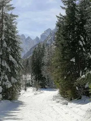 a snow covered road with trees and mountains in the background at Žbogar in Rateče