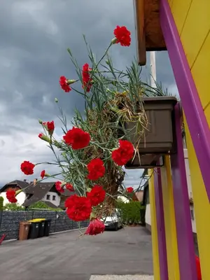 a bouquet of red flowers in a box on a building at Studio apartma Žirovnik in Cerklje na Gorenjskem