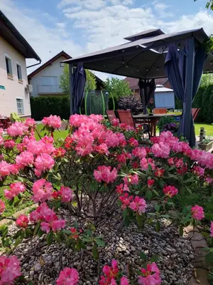 a garden with pink flowers and an umbrella at Studio apartma Žirovnik in Cerklje na Gorenjskem