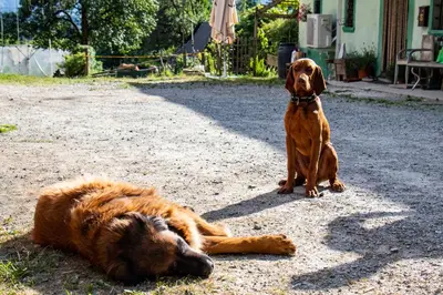 a large brown dog is sitting on the ground at Apartment Organic Farm Hvadnik in Tržič