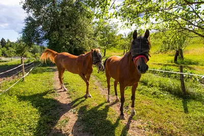 two horses standing on a dirt road in a field at Apartment Organic Farm Hvadnik in Tržič