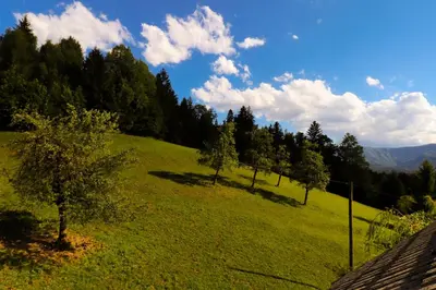 a green field with trees on the side of a hill at Apartment Organic Farm Hvadnik in Tržič