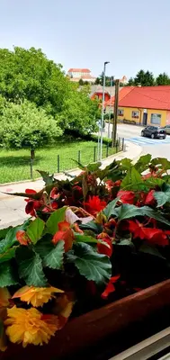 a bunch of colorful flowers sitting in a window at Apartment Luna in Ptuj