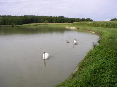 three white swans swimming in a lake at Mali Portorož v Prlekiji in Ljutomer
