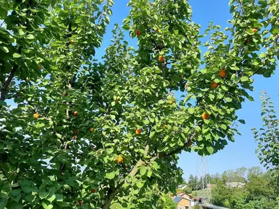 an orange tree with lots of oranges on it at Rooms & Wine Lilek in Šentilj