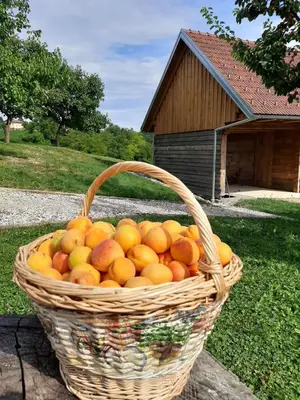 a basket of oranges and apples in a yard at Rooms & Wine Lilek in Šentilj