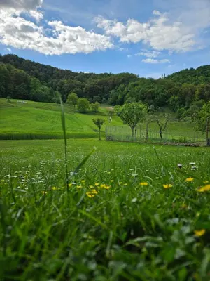 a field of grass with flowers and trees in the background at Francek house Podčetrtek in Buče