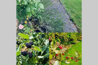 two pictures of a garden with blackberries and roses at The Villa in Ljubljana