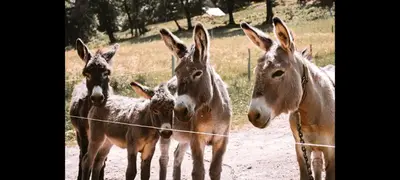a group of donkeys standing next to a wire fence at Ranč Stojnšek in Rogaška Slatina