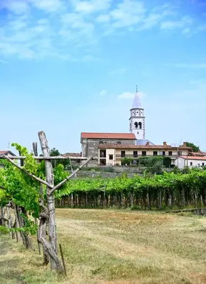a building with a clock tower and a field of vines at Apartma Čuk in Dutovlje