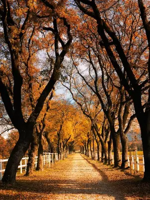 a row of trees on a dirt road at Hiša Orel (Orel House) in Križ