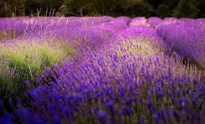 a field of purple flowers in a field at Hiša Orel (Orel House) in Križ