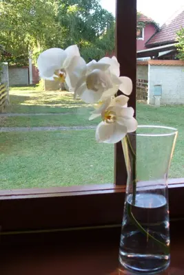 a glass vase with white flowers in a window at Čebelica, apartma 101, Terme Čatež in Brežice
