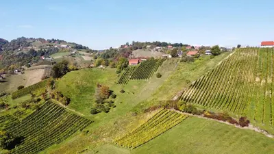 an aerial view of a vineyard on a hill at Holiday House Zlačka Gorca in Pristava pri Mestinju