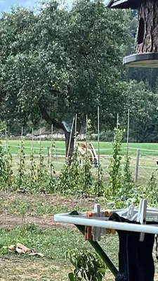 a person holding a surfboard in a field at Amazing apartment in Stari Trg pri Ložu