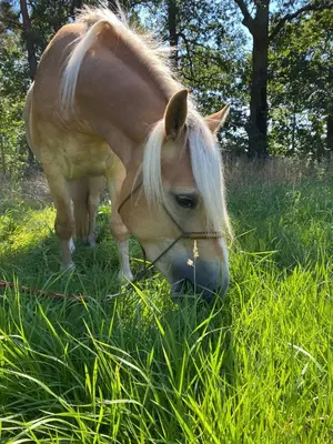 a horse grazing in a field of tall grass at Amazing apartment in Stari Trg pri Ložu