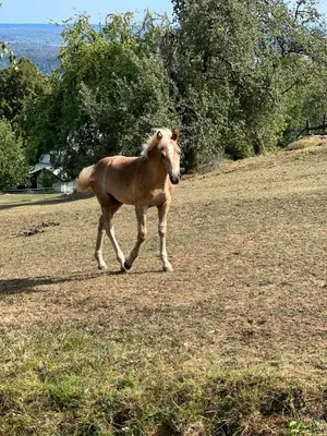 a brown horse walking in a field of grass at Amazing apartment in Stari Trg pri Ložu