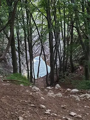 a forest of trees with a body of water at B&B Margarita in Cerkovna