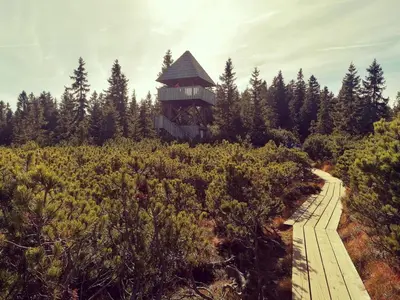 a wooden path leading to a building in a forest at Rogla - Apartma ROŽLE in Vitanje