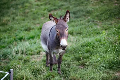 a donkey standing in a field of grass at Apartmaji Hočka Koča in Pohorje