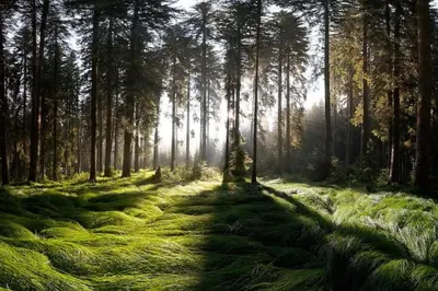 a forest with tall trees and green grass at Villa Pokljuka in Zgornje Gorje
