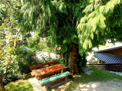 a wooden bench sitting next to a tree at V objemu gora in Bohinj