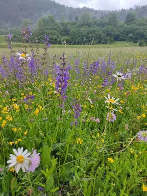 a field filled with lots of purple and white flowers at V objemu gora in Bohinj