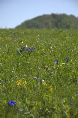 a field full of flowers in the grass at Guesthouse Močivnik in Okroglice