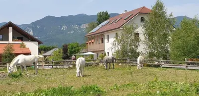 a group of horses grazing in a field in front of a house at Lipizzaner Lodge Guest House in Postojna