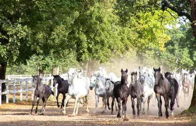 a herd of horses running down a dirt road at Lipizzaner Lodge Guest House in Postojna