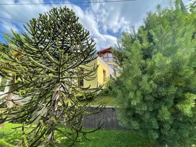 two trees in front of a yellow house at Apartma 7 - In the heart of Soča Valley in Tolmin
