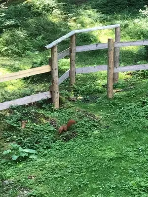 a bird in the grass next to a fence at Apartma Anja in Zgornje Gorje