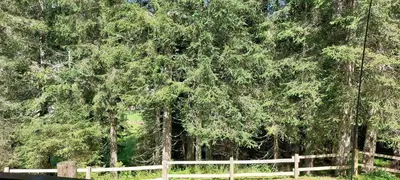 a wooden fence in front of a forest of trees at Apartma Anja in Zgornje Gorje