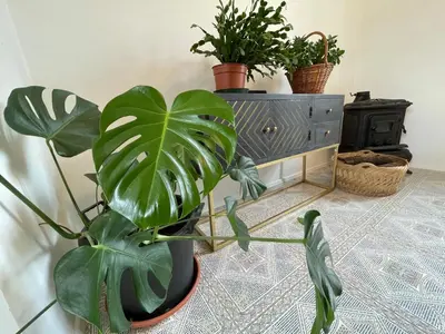 a room with potted plants and a dresser at Cilka`s house, authentic homestay near Lipica in Sežana