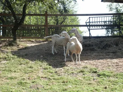 a group of lambs standing next to a fence at Pri Lazarju Farm Stay in Podgrad