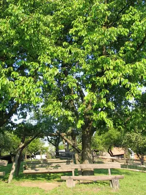 a picnic table under a tree in a park at Pri Lazarju Farm Stay in Podgrad
