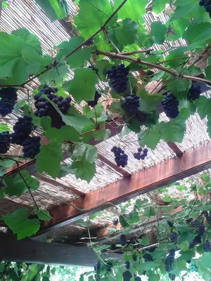 a bunch of black grapes hanging from a tree at Pri Lazarju Farm Stay in Podgrad