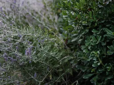 a group of purple flowers and green plants at House Wisteria in Kostanjevica na Krasu