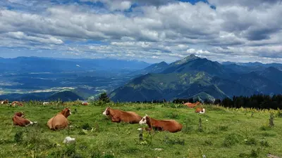 a herd of cows laying in a field of grass at Apartma Krvavec - cosy mountain retreat in Cerklje na Gorenjskem