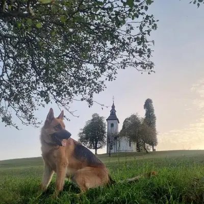 a dog laying in the grass in front of a church at Apartmaji Pr Smolet in Škofja Loka