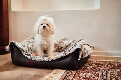 a small dog sitting in a dog bed at AVA HOUSE in Kranjska Gora
