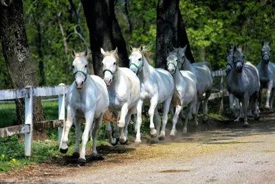 a group of white horses running down a road at Vila Brinovka in Kostanjevica na Krasu