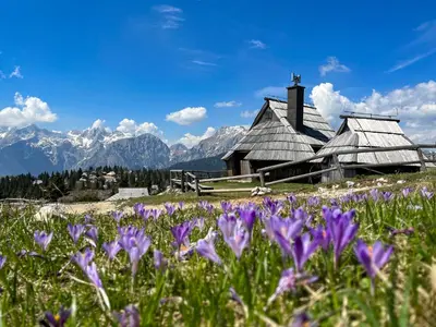 a field of purple flowers in front of a barn at Chalet Kočna - I FEEL ALPS in Stahovica