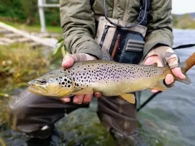 a person holding a brown trout at Krka River Lodge in Krka