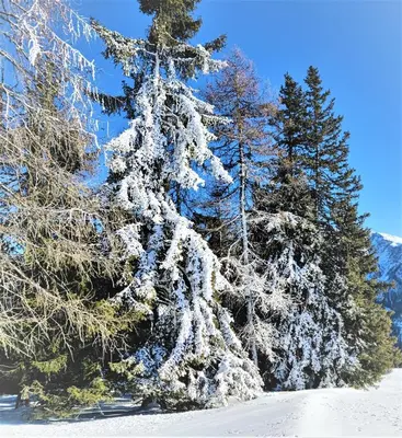 a snow covered pine tree in the snow at Apartma A1 GOLTE in Mozirska Koča