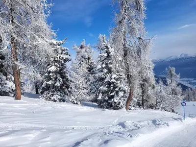 a group of trees covered in snow on a ski slope at Apartma A1 GOLTE in Mozirska Koča