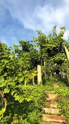 a dirt path through a forest with trees at Adorable guesthouse in the middle of vineyards in Ptujska Gora