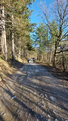 a dirt road in the middle of a forest at Hisa STERNA - WELL HOUSE in Zgornje Škofije
