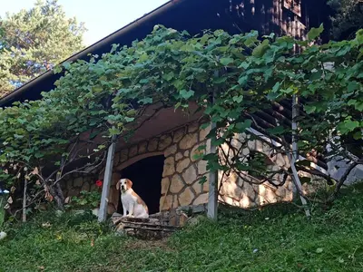 a dog is sitting in a dog house at Serenity in Dramlje